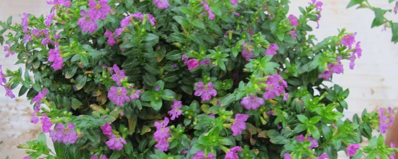 满天星-石竹科石头花属