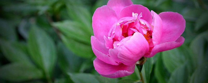 芍药-芍药科芍药属