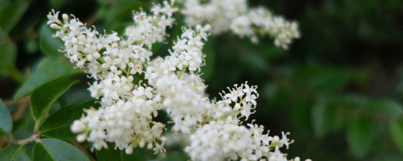 米兰-楝亚科米仔兰属