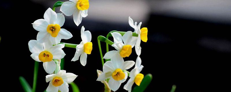 水仙花-石蒜科水仙属