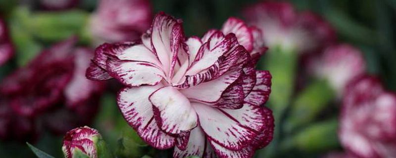 康乃馨-石竹科石竹属