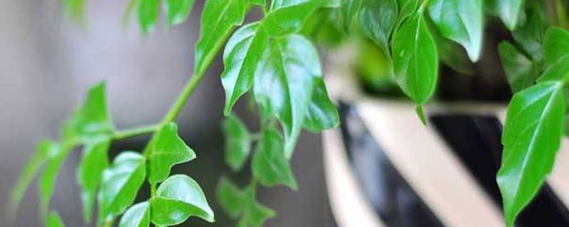 平安树-毛茛目樟属