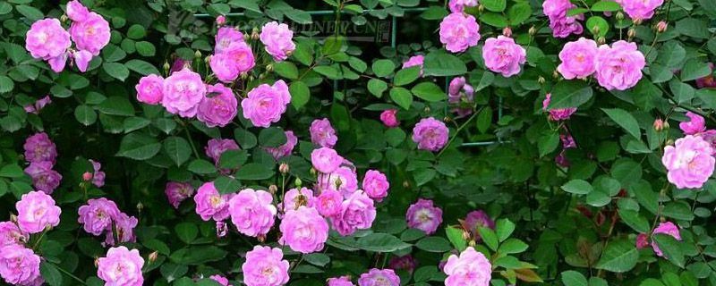 蔷薇-蔷薇科蔷薇属