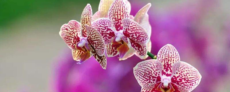 蝴蝶兰-兰科蝴蝶兰属