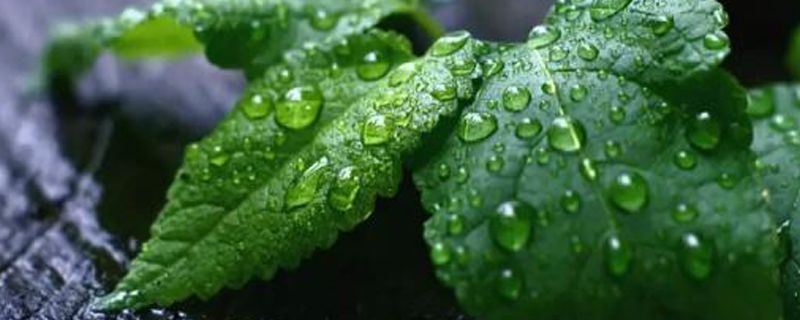 薄荷-唇形科薄荷属