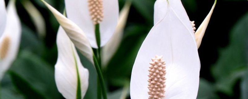 白掌-天南星科苞叶芋属