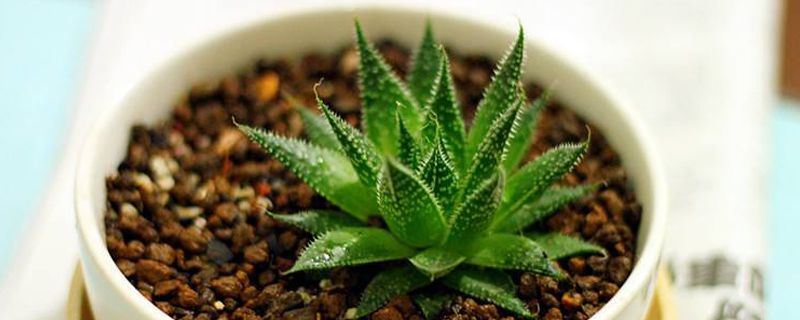 芦荟-阿福花科芦荟属