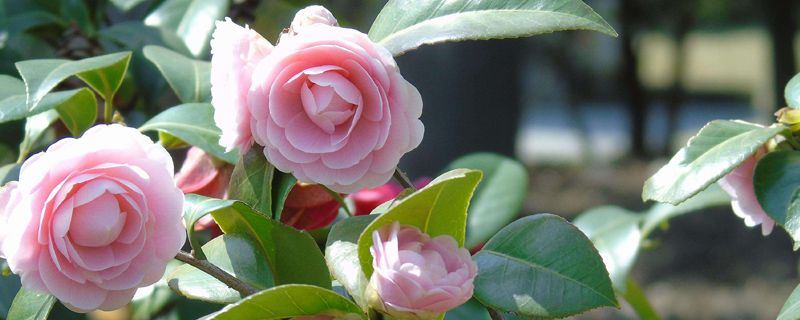 茶花-山茶科山茶属