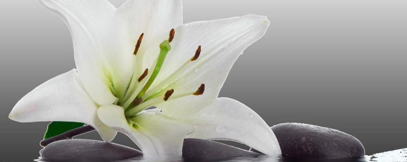 百合-百合科百合属