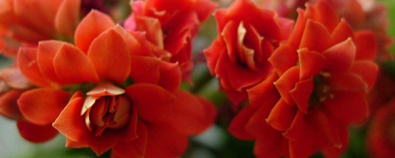 长寿花-景天科伽蓝菜属