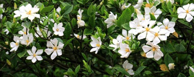 栀子花-茜草科栀子属