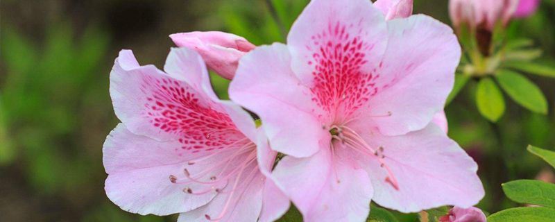 杜鹃-杜鹃花科杜鹃属