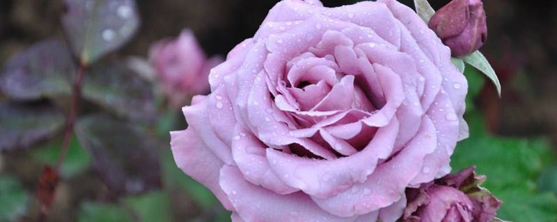 月季-蔷薇科蔷薇属