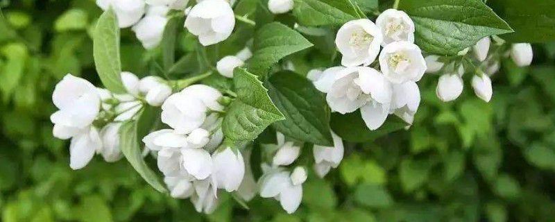 茉莉花-木犀科素馨属