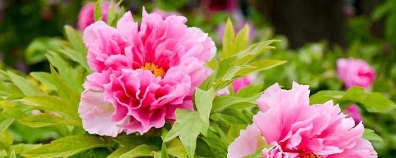牡丹花-芍药科芍药属
