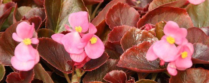 四季海棠-秋海棠科秋海棠属