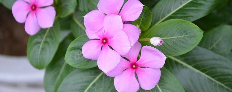 长春花-夹竹桃科长春花属