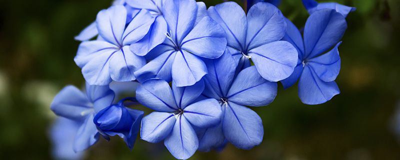 蓝雪花-白花丹科蓝雪花属