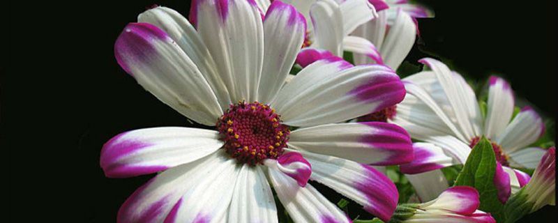 瓜叶菊-菊科瓜叶菊属