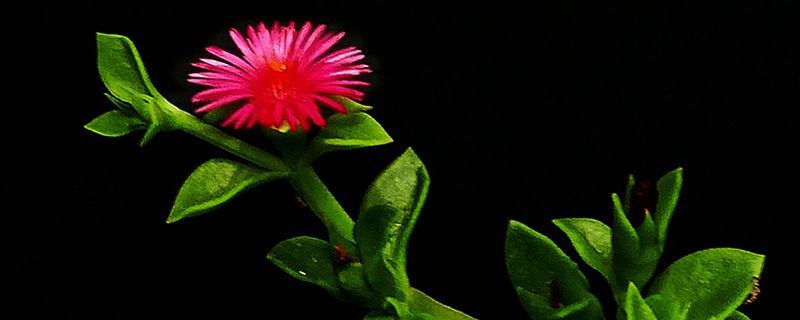 牡丹吊兰-番杏科日中花属