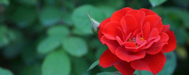 蔷薇花-蔷薇科蔷薇属