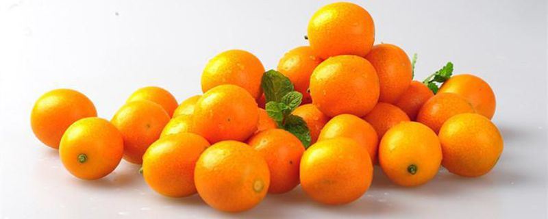 金桔-芸香科金柑属