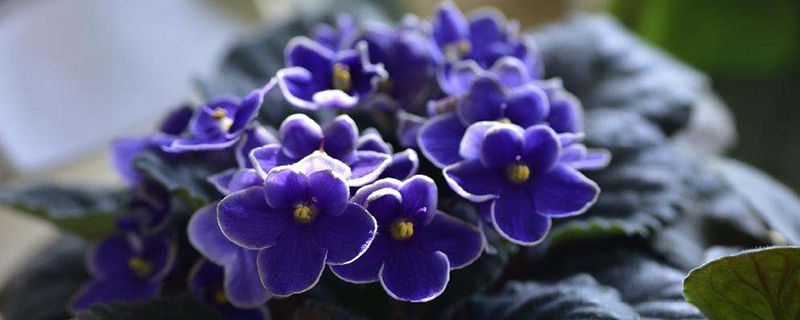 非洲堇-苦苣苔科非洲堇属