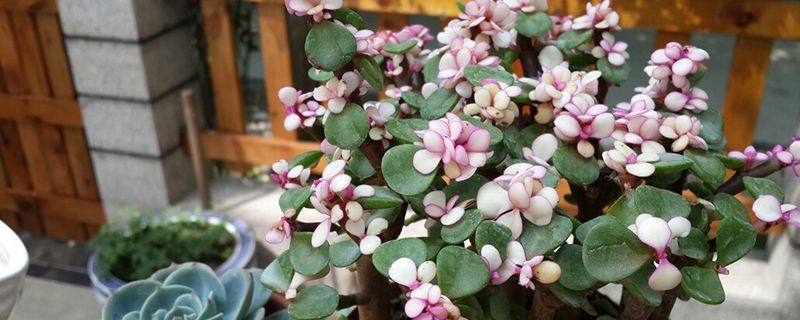 金枝玉叶-马齿苋科马齿苋属