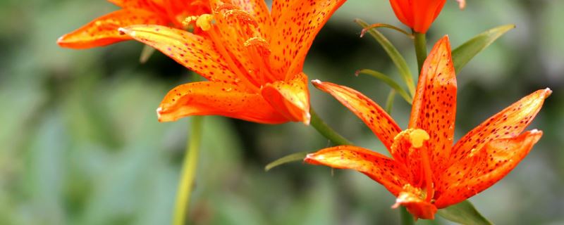 石榴花-石榴科石榴属