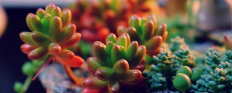 虹之玉-景天科景天属