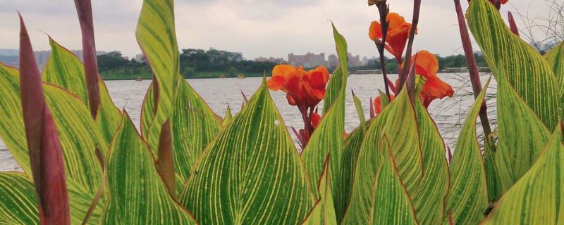 美人蕉-美人蕉科美人蕉属