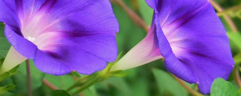 牵牛花-旋花科牵牛属