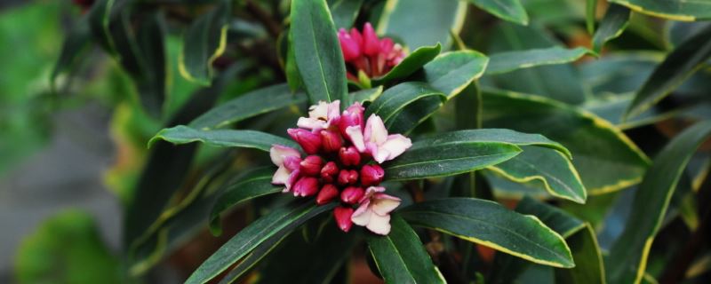 金边瑞香-瑞香科瑞香属