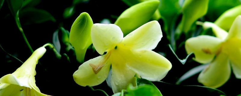 非洲茉莉-马钱科灰莉属