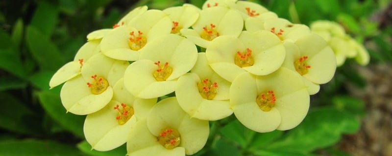 虎刺梅-大戟科大戟属