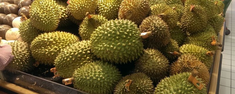 榴莲-木棉科榴莲属