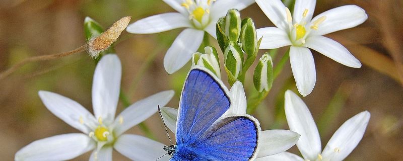 风雨兰-石蒜科葱莲属