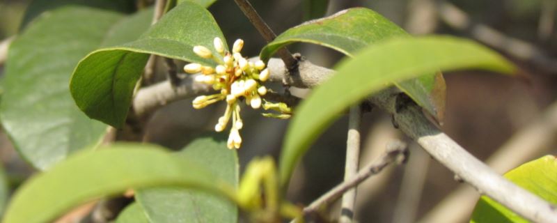 四季桂-木犀科木犀属