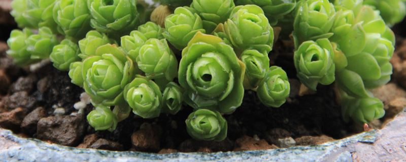 山地玫瑰-景天科莲花掌属