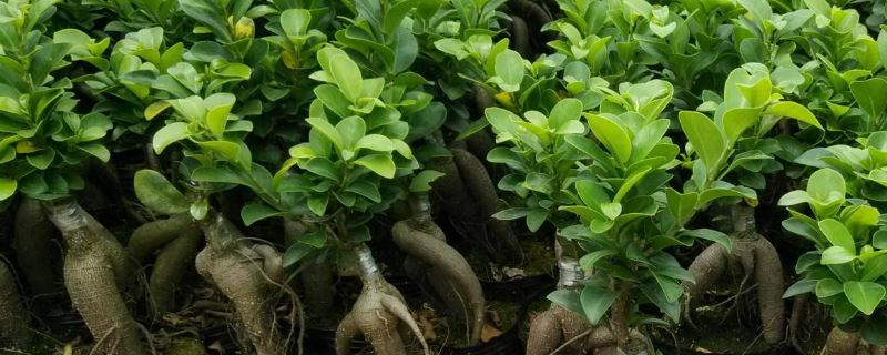 人参榕-桑科榕属