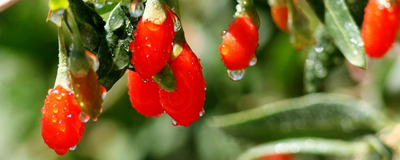 枸杞-茄科枸杞属