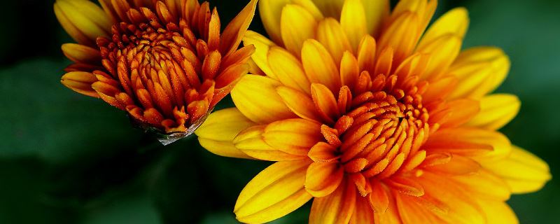 非洲菊-菊科大丁草属