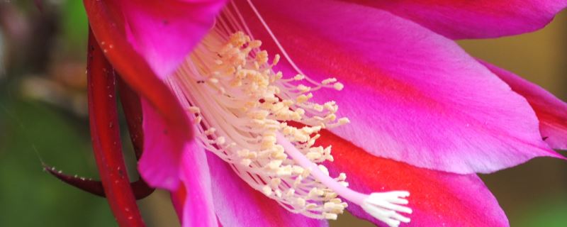 令箭荷花-仙人掌科昙花属