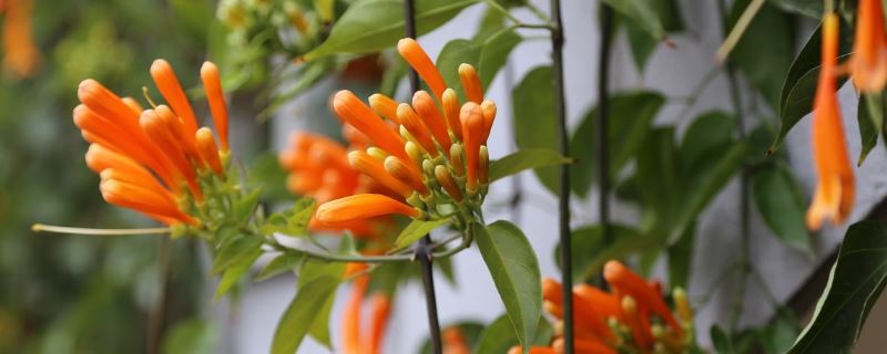 炮仗花-紫葳科炮仗藤属