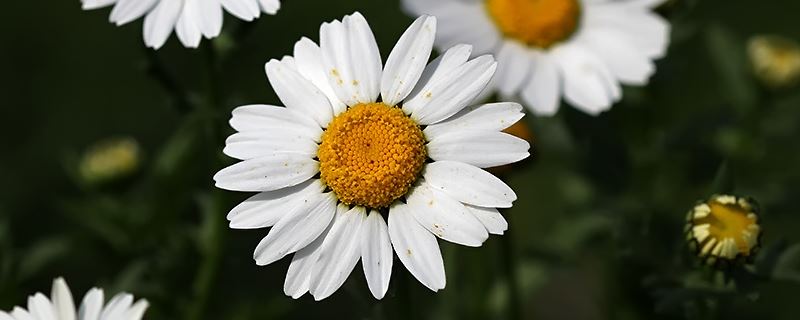 白晶菊-菊科茼蒿属