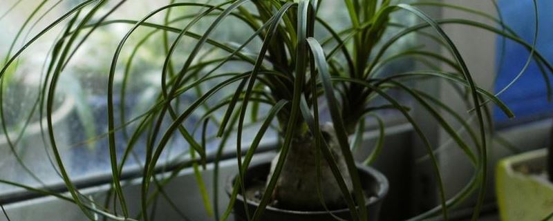 酒瓶兰-龙舌兰科酒瓶兰属