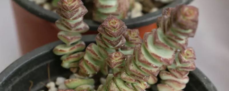 钱串-景天科青锁龙属