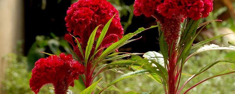 鸡冠花-苋科青葙属