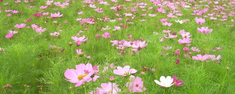 波斯菊-菊科秋英属