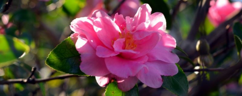 茶梅-山茶科山茶属